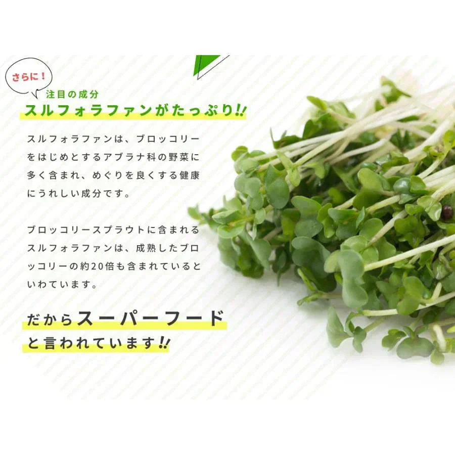 ブロッコリースプラウト《約1ヶ月分》 サプリ サプリメント 健康 女性 ダイエット スルフォラファン スーパーフード ブロッコリー スプラウト すっきり 栄養補給