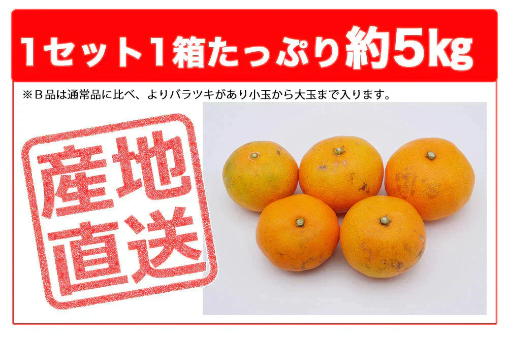 みかん 訳あり 送料無料 5kg B品 愛媛みかん 温州みかん ミカン 蜜柑 安い 甘い 箱買い 産地直送 愛媛県産 YDF-001