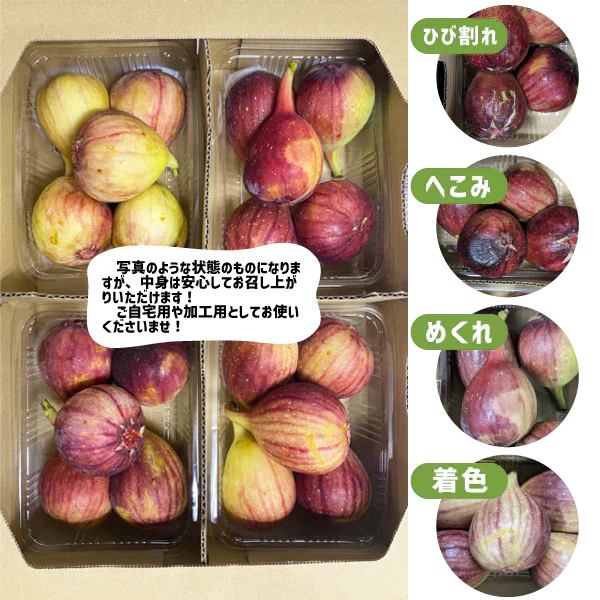 いちじく 訳あり 2箱 (約300g× 8パック) 和歌山県産 傷 めく れ イチジク 無花果 紀の川市