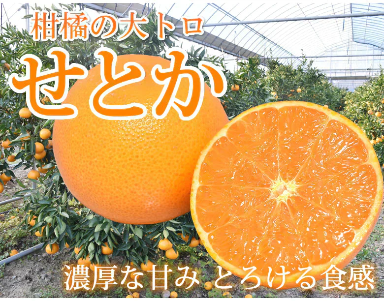 せとか みかん 送料無料 ハウス栽培 秀品 2kg 希少品種 熊本県産 蜜柑 清見 アンコール マーコット