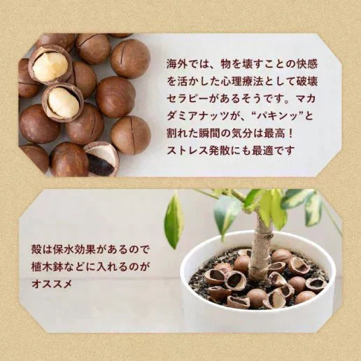 殻付きマカダミアナッツ 300g 送料無料【ご新規さん限定商品】