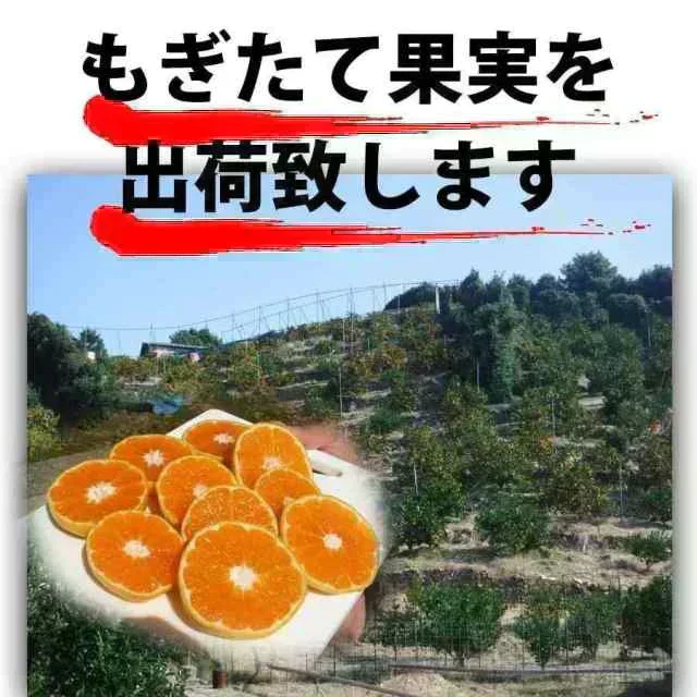 (2027年2月上旬頃から順次発送の予約販売) デコ みかん しらぬい 不知火 2kg 訳あり 和歌山みかん デコポン と同種 オレンジ