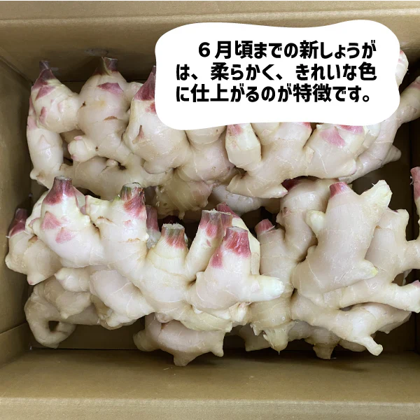 和歌山県産 新しょうが 4kg 秀品 Lサイズ 和歌山 特産 甘酢 生姜 漬物 しょうが 新生姜