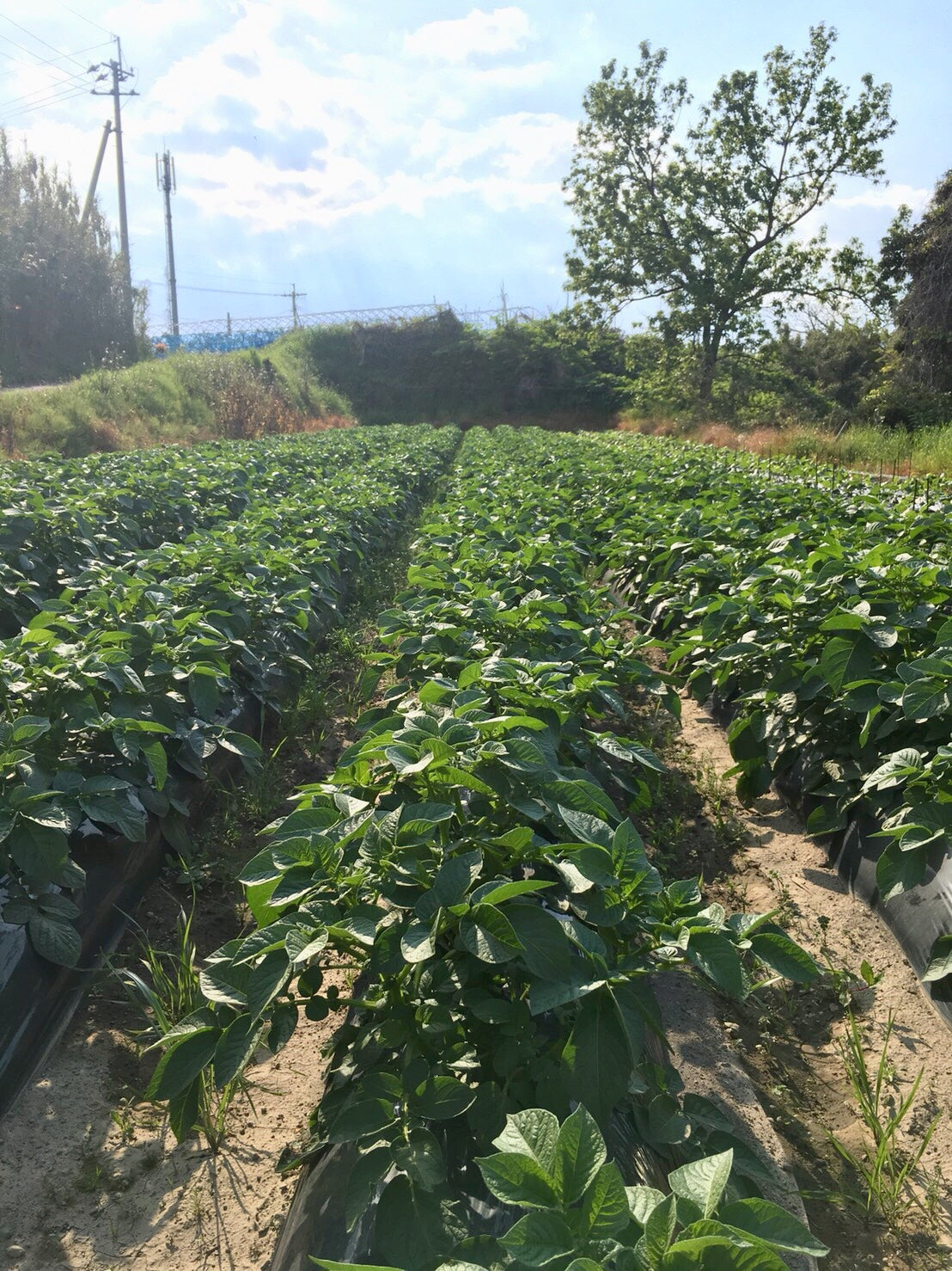 【鹿児島産 】甘塩新ジャガイモ箱込み5キロ^_^