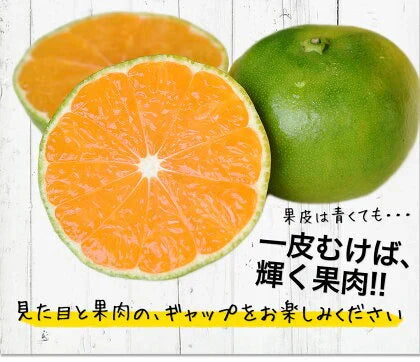小玉 みかん 送料無料 訳あり みかん 小粒 1.5kg 家庭用 箱買い 果物 小粒 熊本 極早生 柑橘 九州 訳アリ だけど 小玉 で 甘い 蜜柑 わけあり 《9月中旬-9月末頃より発送予定》