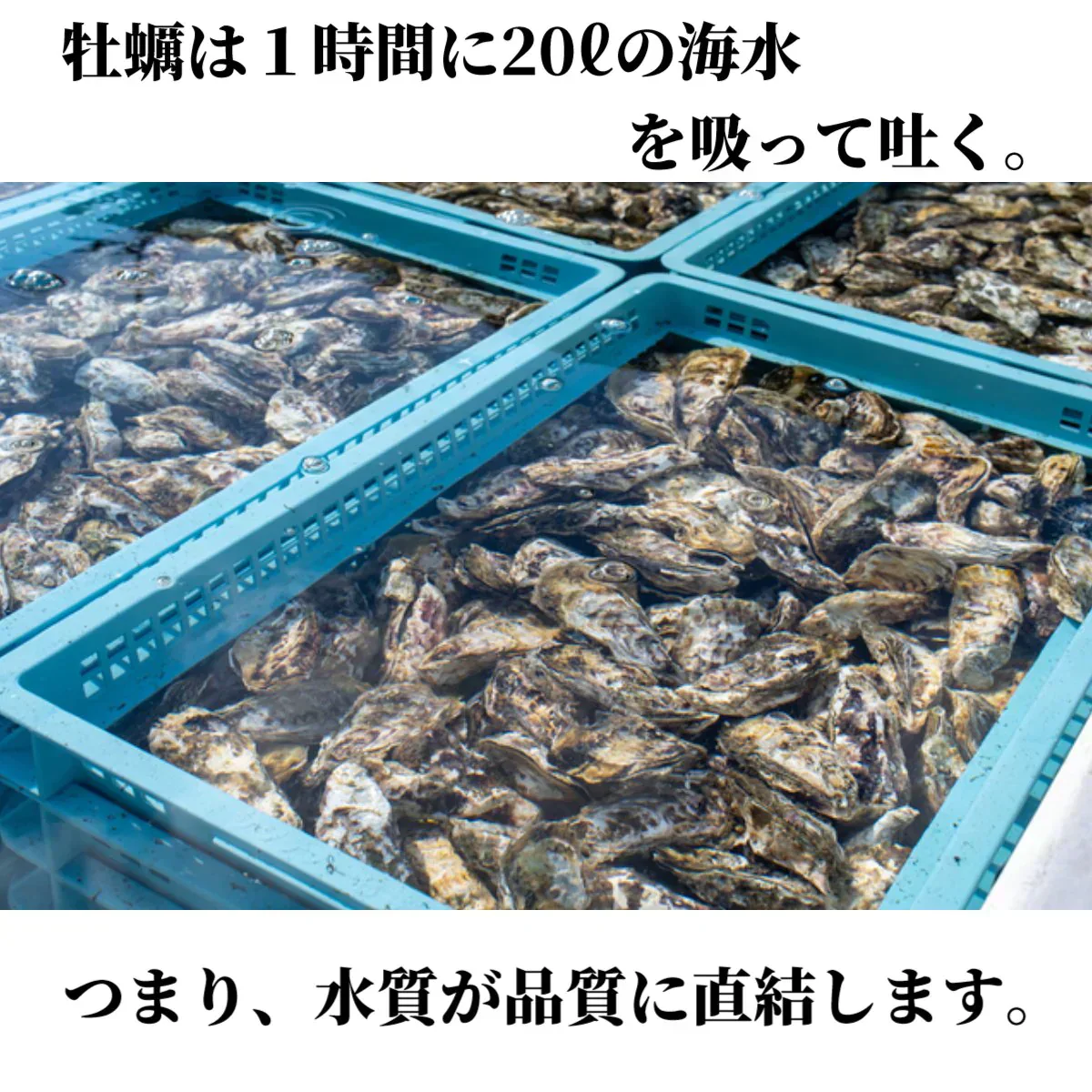 牡蠣 むき身 冷凍 剥き身 北海道 サロマ湖産 1Kg カキ サロマ湖産 産地直送 大粒 牡蠣 グラタン牡蠣 北海道 プリプリ 牡蠣 ギフト かき 牡蠣 紋別 冬グルメ 牡蠣 むき身 生食 むき身