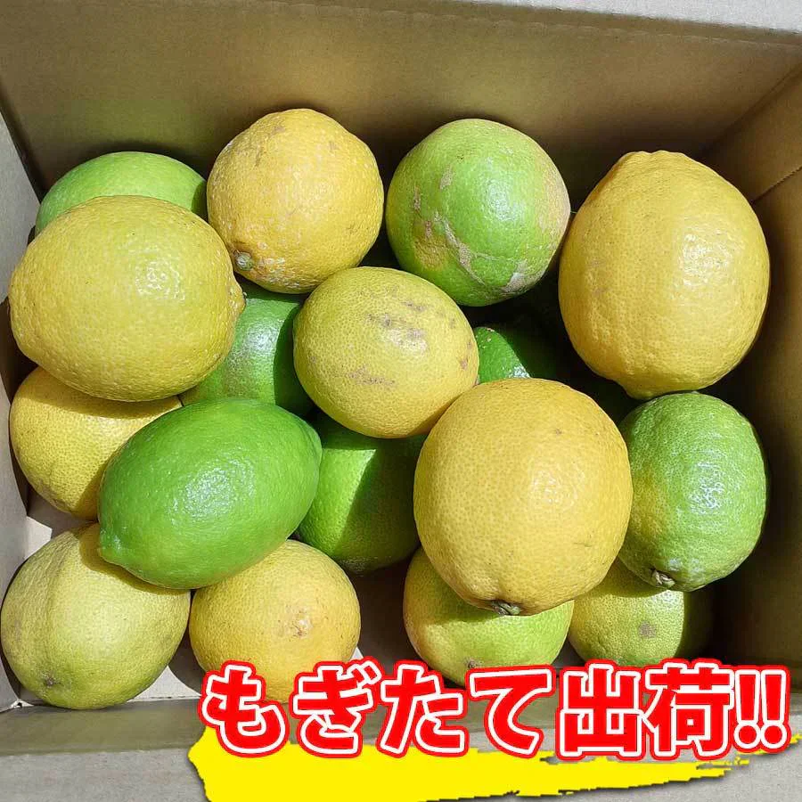 レモン 訳あり 2kg 和歌山県産