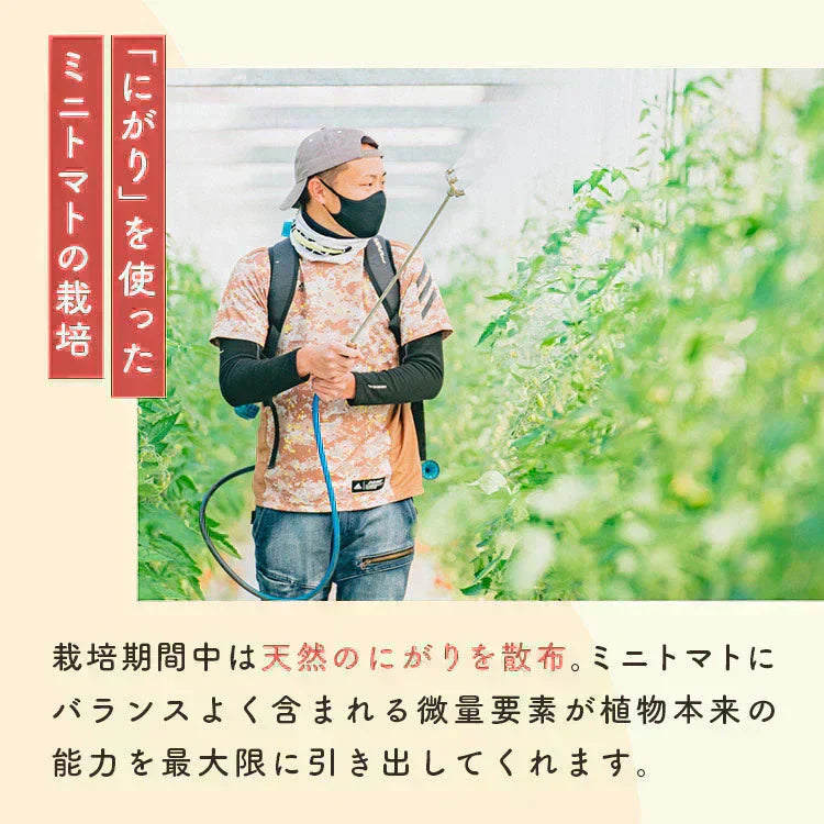 【予約】【2026年1月から順次発送】1kg トマランタン 笑顔溢れる甘さ♪超濃厚ミニトマト!【東北配送不可】