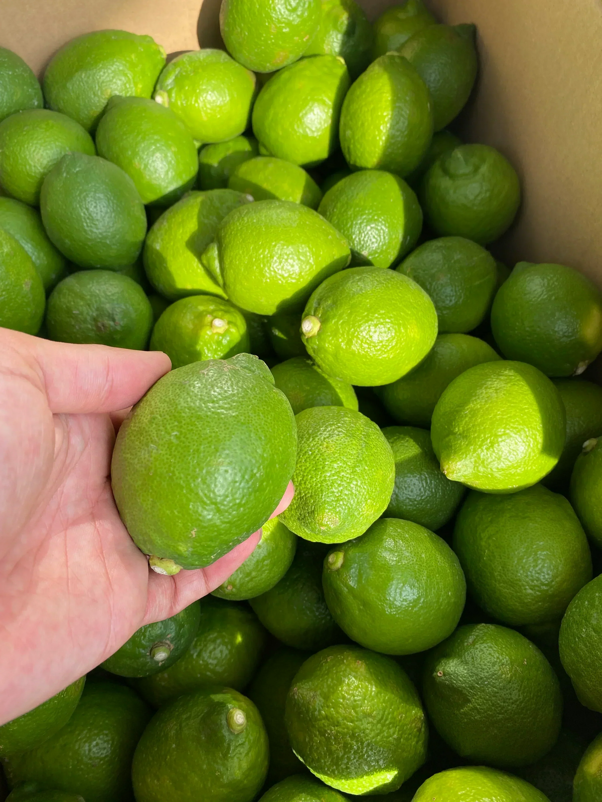 予約販売【防腐剤・防かび剤不使用・皮まで使える】国産グリーンレモン 愛媛県産 4kg 32~40球前後