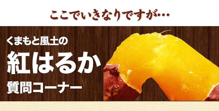 さつまいも 紅はるか べにはるか 1.5kg 送料無料 芋 熊本県産 スイーツ お取り寄せ 11月上旬-12月上旬頃より発送予定
