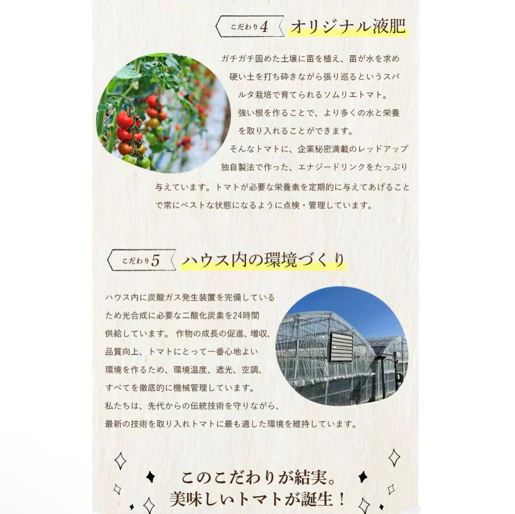 予約【1月前後から発送開始】お試し\特別栽培農産物/ソムリエミニトマト プラチナ 390g