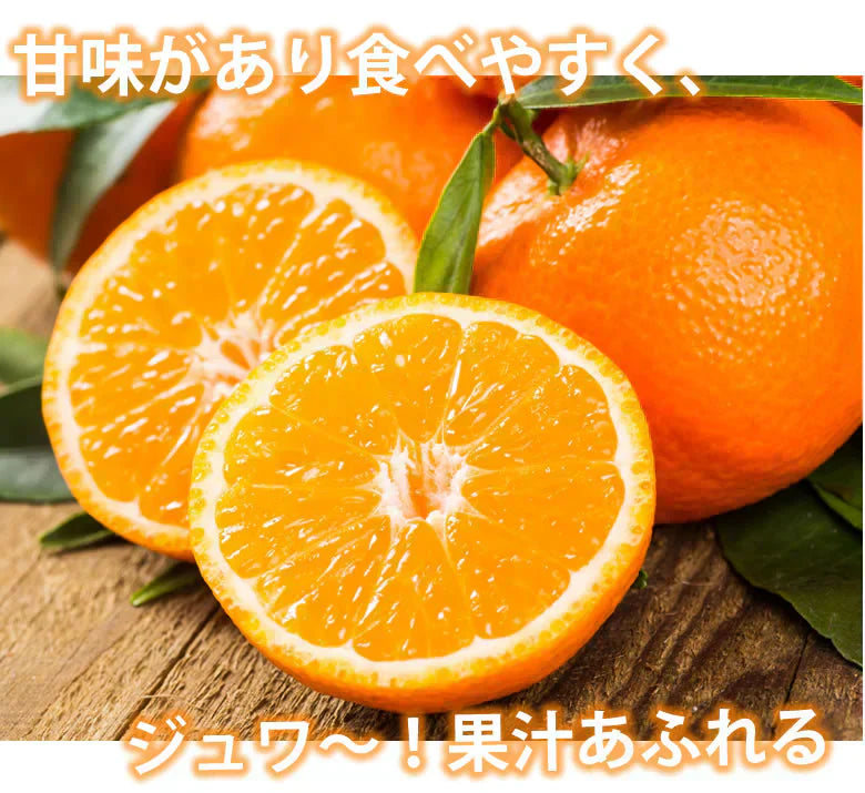 みかん 10kg 送料無料 訳あり 箱込(内容量9kg+補償分500g) 無選別 熊本みかん 極早生みかん 早生みかん 温州みかん蜜柑 ミカン