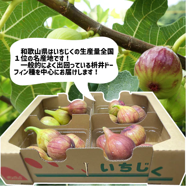 和歌山県産 いちじく 約1.2kg (約300g入り × 4パック)ご家庭用 イチジク 無花果 紀の川市