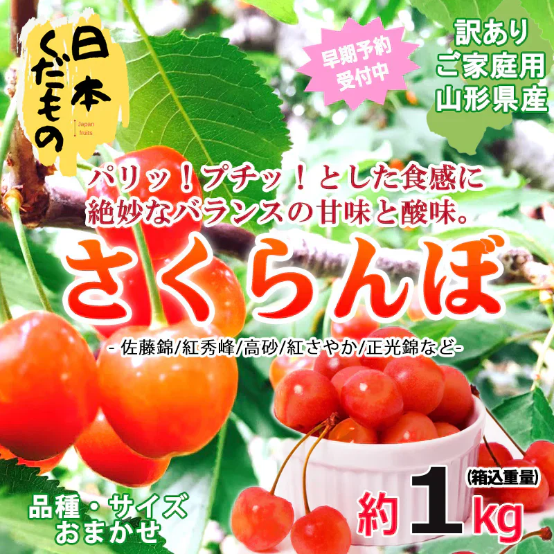 【6/20頃~7/20頃に発送予定】さくらんぼ 1kg 2880円 山形県産 品種おまかせ 訳あり 家庭用
