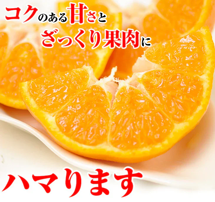 みかん 大分産 ポンカン 1.5kg ご家庭用(発送予定:2025年1月下旬より)
