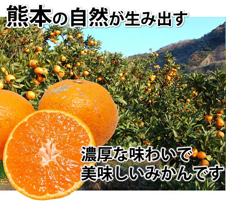 みかん 10kg 送料無料 訳あり 箱込(内容量9kg+補償分500g) 無選別 熊本みかん 極早生みかん 早生みかん 温州みかん蜜柑 ミカン