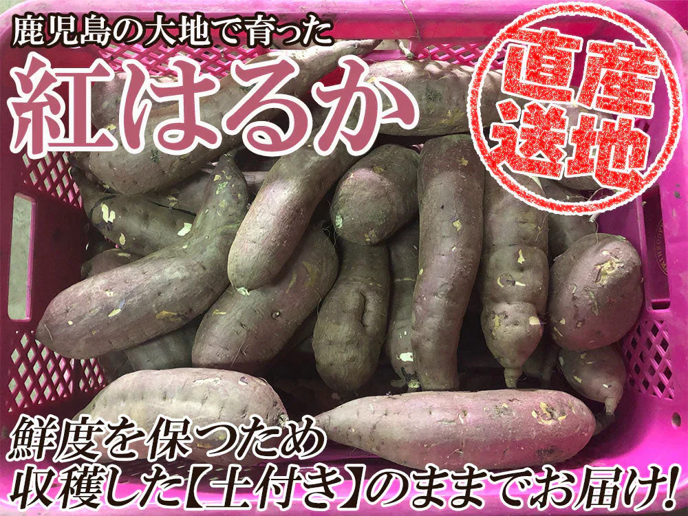 紅はるか さつまいも 5kg 産地直送 産直 土付き さつま芋 薩摩芋 焼きいも 焼き芋 石焼き芋 芋 いも イモ 鹿児島県産 FJK-000