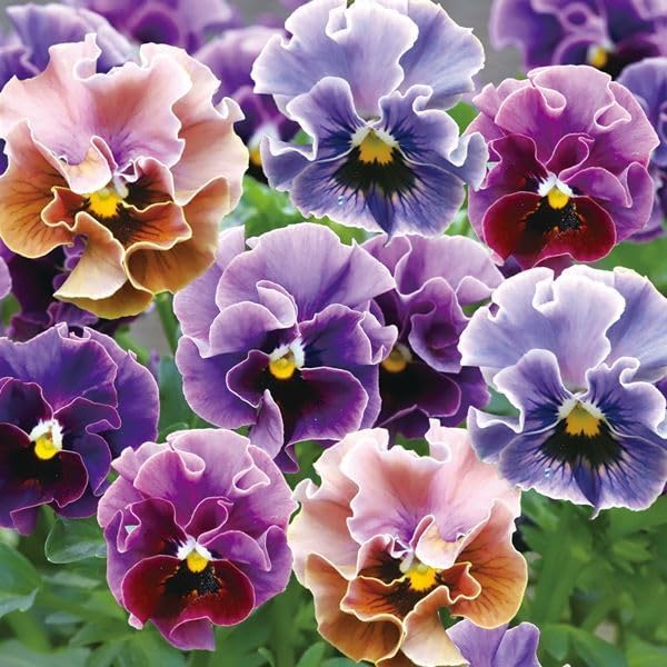 種 花たね ビオラ フリル和モダンミックス 1袋(20粒)