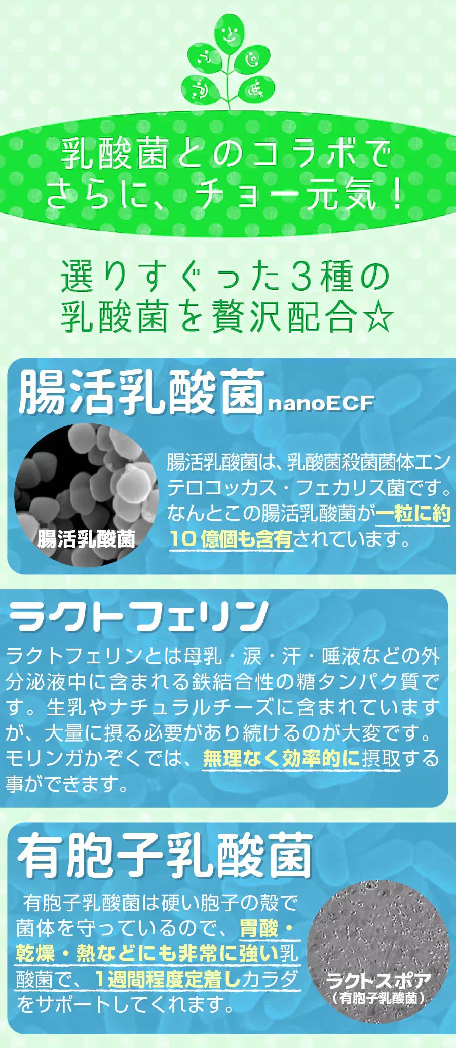 【大容量★約6ヶ月分】healthylife モリンガかぞく【乳酸菌 腸活乳酸菌 もち麦 腸活ダイエット 腸内細菌 腸内環境 腸内フローラ ポリフェノール 水溶性食物繊維 腸活ダイエット 野菜 スーパーベジタブル モリンガ末 乳酸菌 ラクトフェリン モリンガ おすすめ 人気 ランキング 効果 強力 最強 通販 日本製 国産 健康サプリ 健康食品