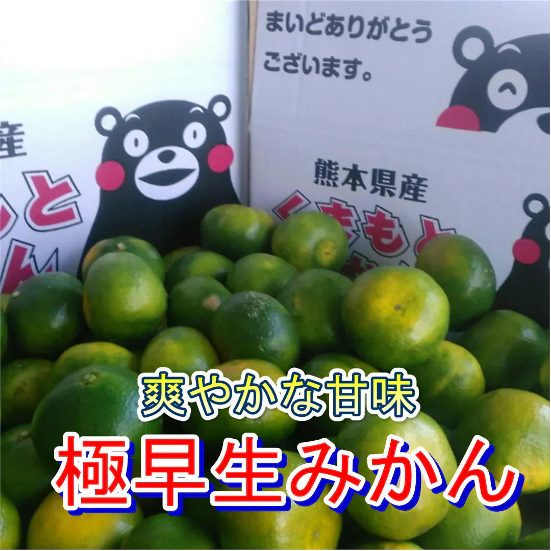 熊本産 みかん 訳あり 約10kg(箱込10kg 9kg+保証分500g)ご家庭用 送料無料
