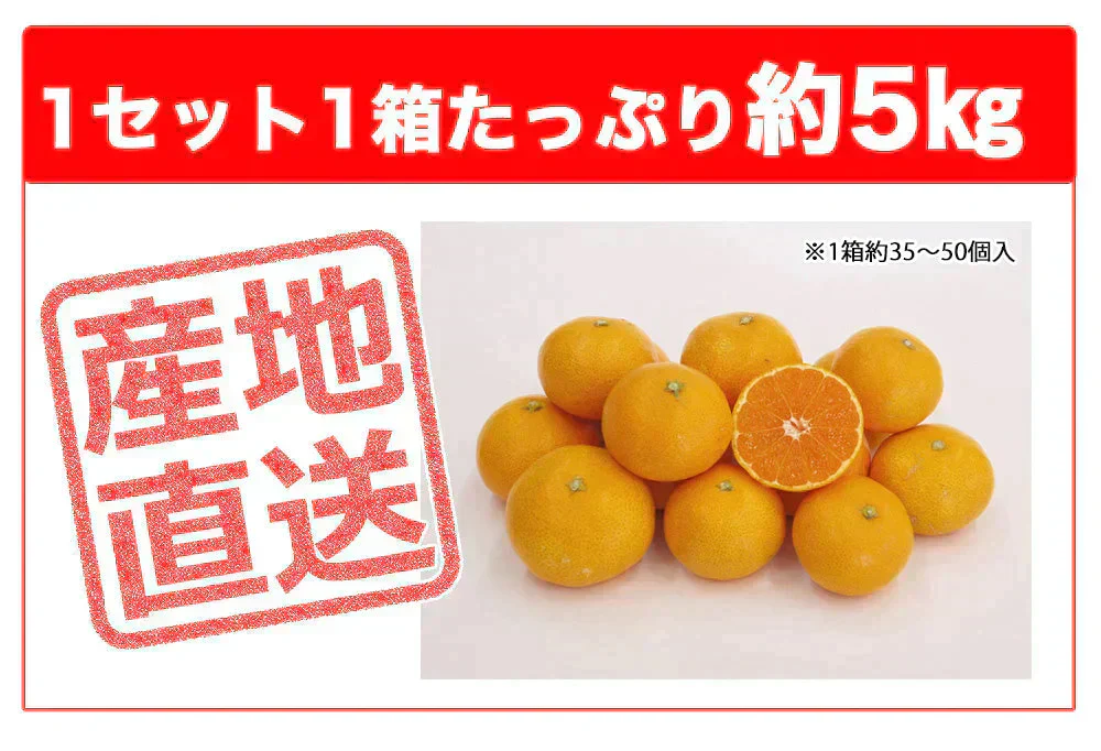 みかん 5kg 送料無料 愛媛みかん 温州みかん ミカン 蜜柑 安い 甘い 箱買い 産地直送 愛媛県産 YDF-000