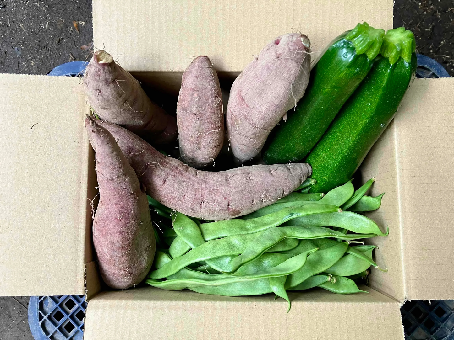 〔合計2kg〕野菜セット (ジャンボいんげん500g+ズッキーニ500g(2本)+さつまいも(1kg3-5本) 鹿児島県産