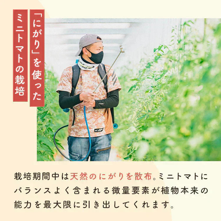 【予約】【2026年1月から順次発送】1kg 家族の笑顔が広がる完熟ミニトマト「トマランタン」【ご新規さん限定商品】