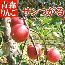 青森 リンゴ サンつがる ●家庭用 5C箱(5kg箱:約16~20個入)