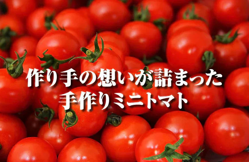 予約【1月前後から発送開始】お試し\特別栽培農産物/ソムリエミニトマト プラチナ 390g