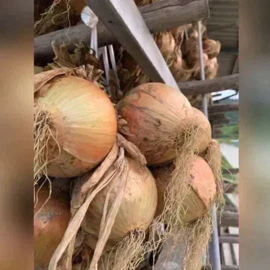 訳あり玉ねぎ2kg🧅シャーロットオニオン🧅淡路島極熟玉葱🧅送料無料 たまねぎ タマネギ