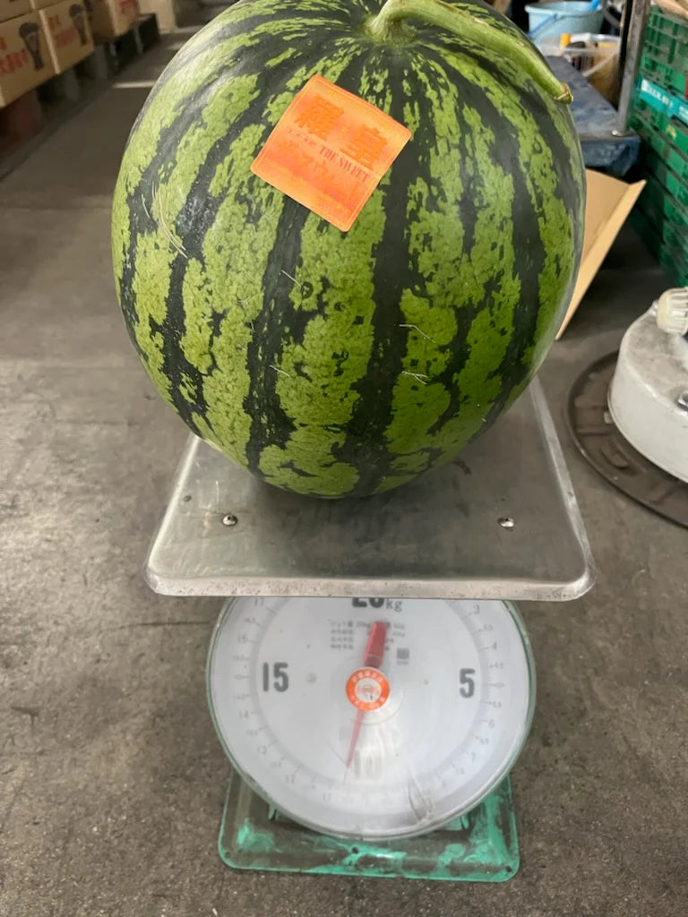 羅皇ザ·スウィート 訳あり 1玉入り 10kgオーバー ご家庭用 熊本産 超大玉 ラオウ スイカ