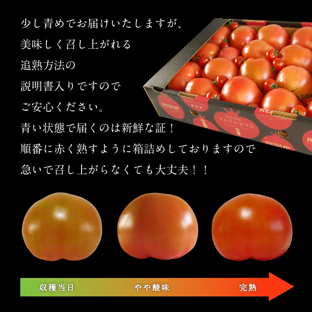 予約2026年1月下旬から順次発送【特別栽培農産物】\訳あり/ソムリエ トマト 4~5kg(18玉~36玉)ダイヤのオマケ付き