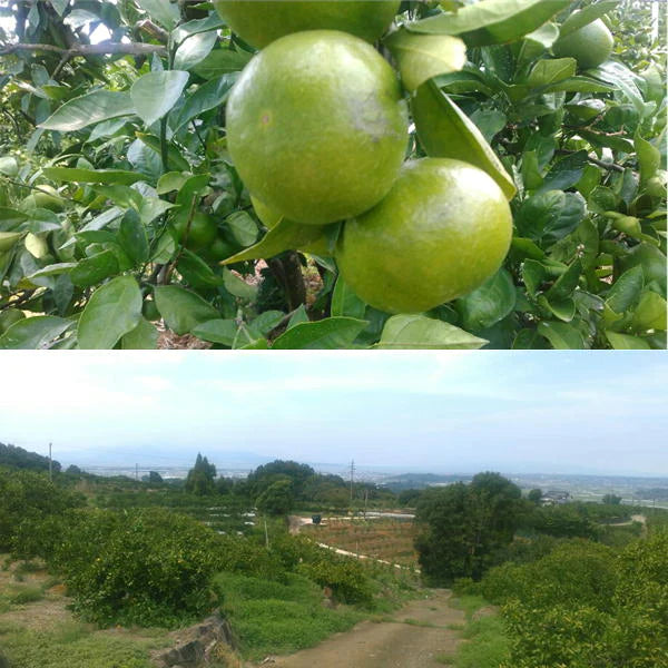 【9月中旬発送予定】熊本産 みかん 訳あり 約10kg(箱込10kg:9kg+保証分500g)ご家庭用 送料無料【ゲリラセール】