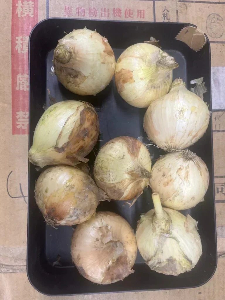 たまねぎ 約900g〜1kg「補償分600g、本商品300g」 60サイズ※全国配送可能【カウシェファーム収穫対象商品】新玉ねぎ