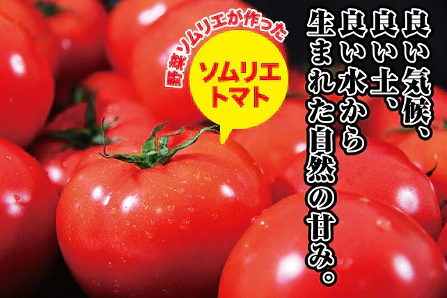 予約2026年1月下旬から順次発送【特別栽培農産物】\訳あり/ソムリエ トマト 4~5kg(18玉~36玉)ダイヤのオマケ付き