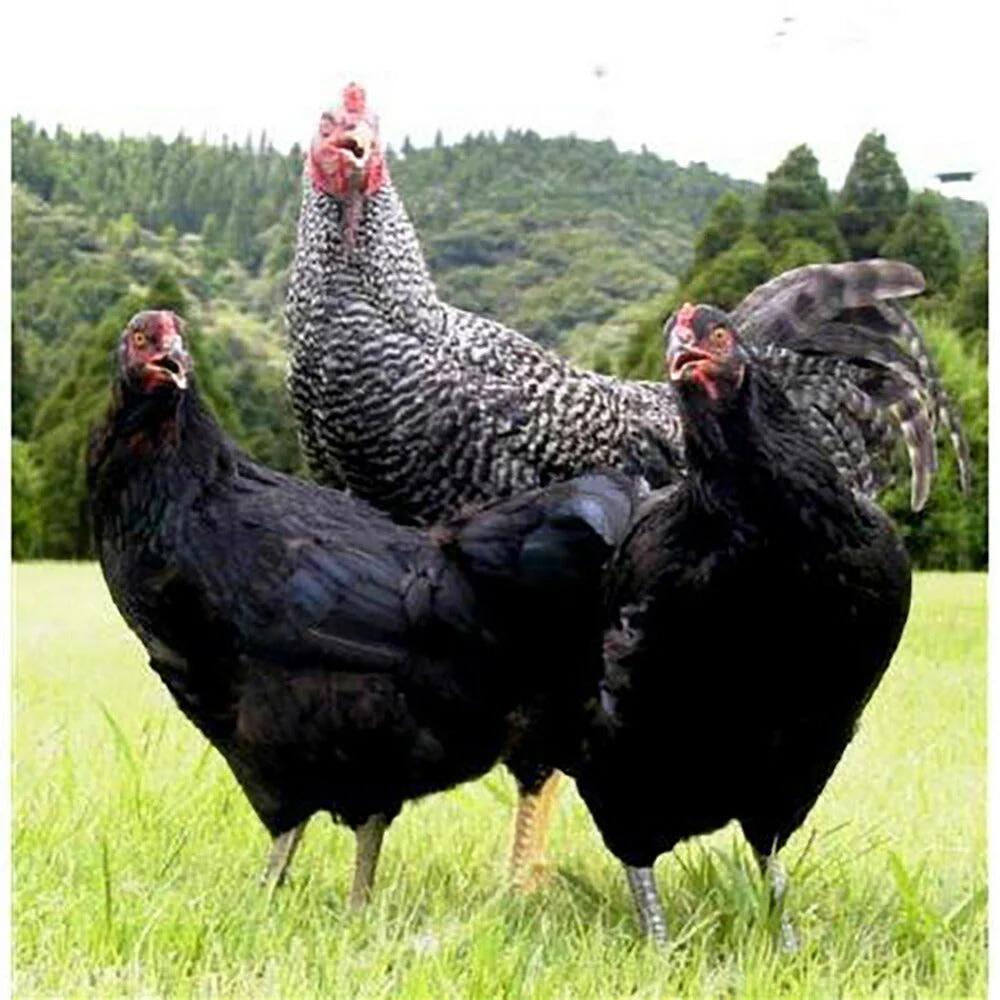 黒さつま鶏レア炭火焼&たたきセット【送料込み】【お届け不可地域:北海道・沖縄・離島】