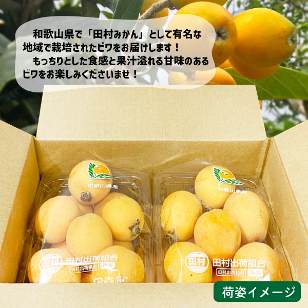 和歌山県産 びわ約500g(約250g×2パック)和歌山 田村 ビワ 送料無料 枇杷