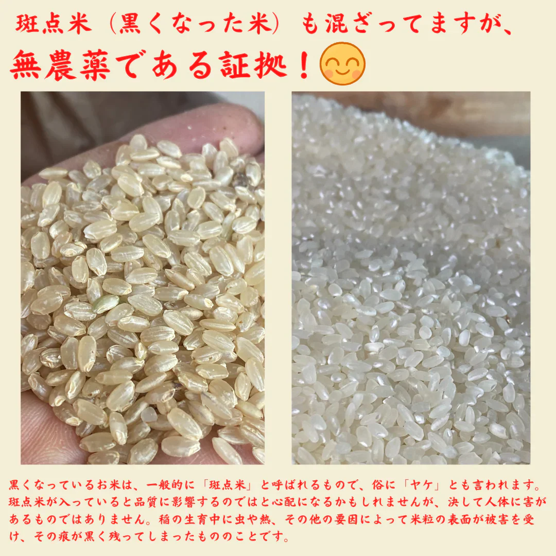 農薬不使用!愛媛の自然が育んだきぬむすめ(白米) 10Kg 令和7年度 新米 きぬむすめ 愛媛県産 お米・新米・無農薬