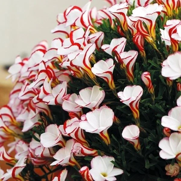 夏植え球根 オキザリス バーシカラー 10球