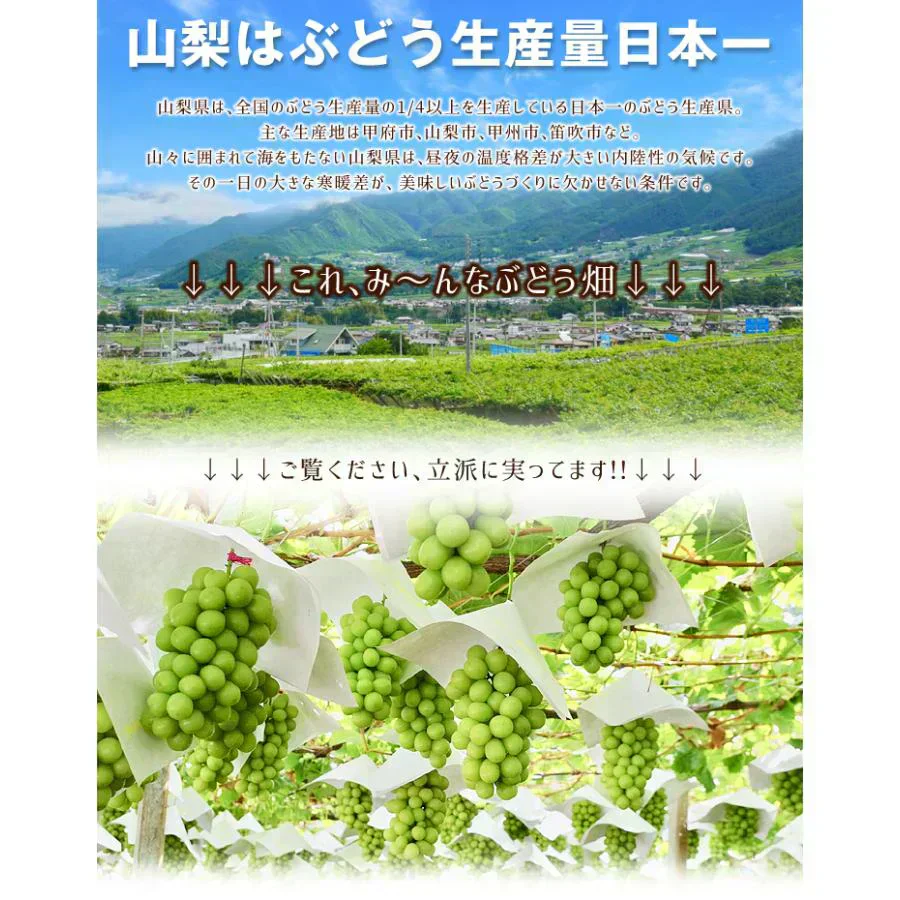 シャインマスカット 2房(約1.2kg)山梨産 (発送予定:9月下旬より)