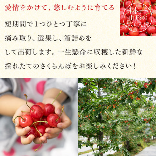 母の日 ギフト 山形県産さくらんぼ佐藤錦 L玉 ダイヤパック100g×2 送料無料※一部地域別途送料 mc09【母の日SALE】