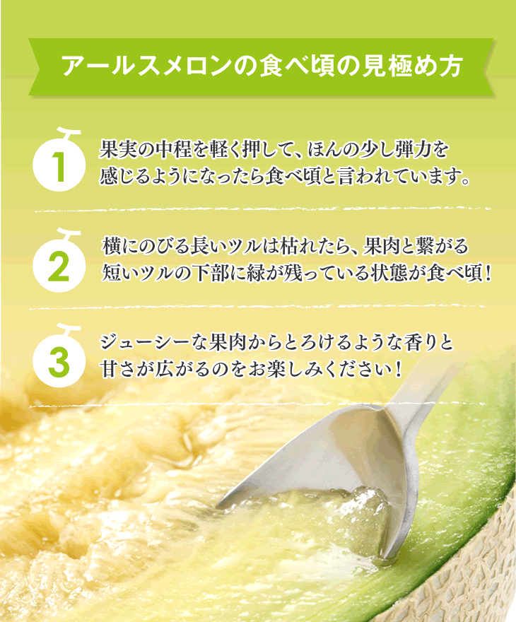山形県産メロン(アールス)約1.5kg・1玉