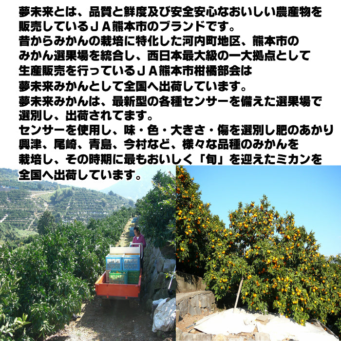 2.5キロ 熊本産 夢未来 みかん 小玉