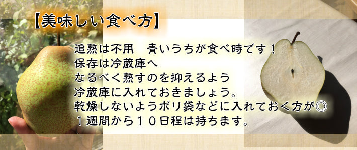 北海道余市町産 千両梨 10kg詰め M~2Lサイズ 幻の梨
