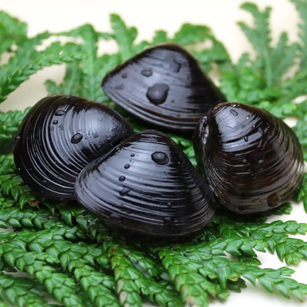 【限定クーポンで20%OFF】青森県十三湖 純粋しじみ100% シジミエキス粉末 30g