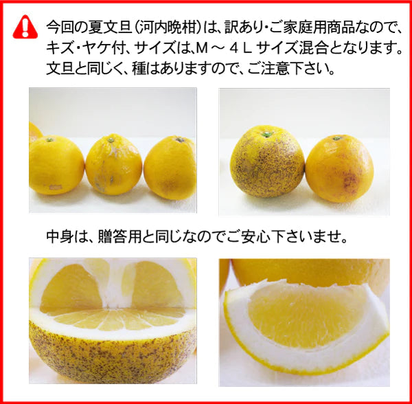 愛媛県産 訳アリ河内晩柑10kg【エコ得SALE】
