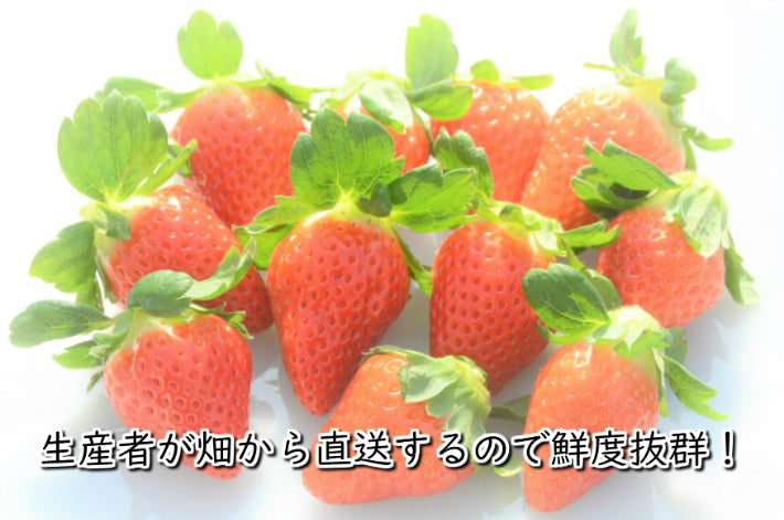 厳選 いちごギフト