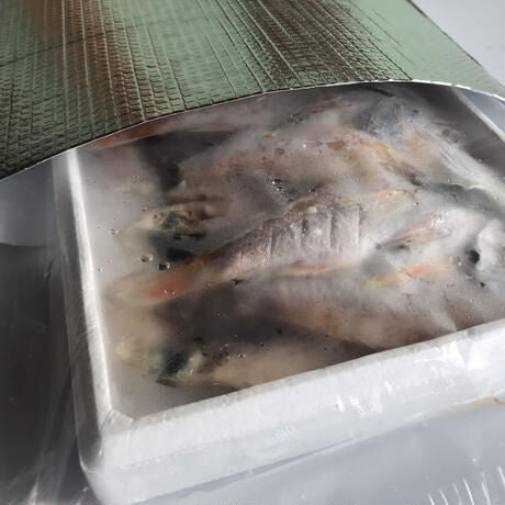 香住産のどぐろ干し1セット6枚入り (1尾:約70g)