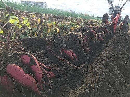 10kg 無農薬さつま芋 シルクスイート