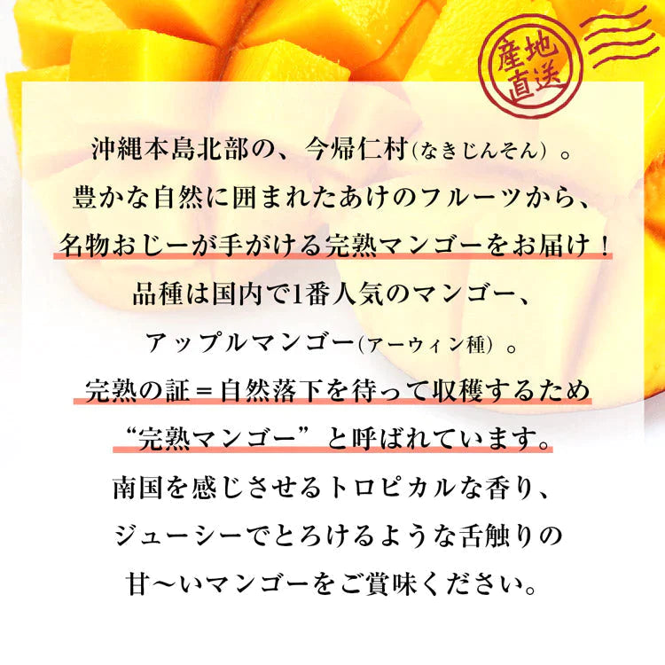 【カウシェうまいもん市場】マンゴー 沖縄 完熟マンゴー 良品 1kg 2~3玉 糖度14度選果 今帰仁村 産地直送 あけのフルーツ アップルマンゴー アーウィン種 常温便 同梱不可 指定日不可
